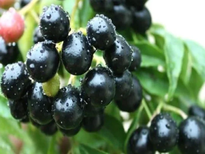Add Black Plum In Your Diet Dont Throw Back Berries Seeds Make Jamun Seeds...