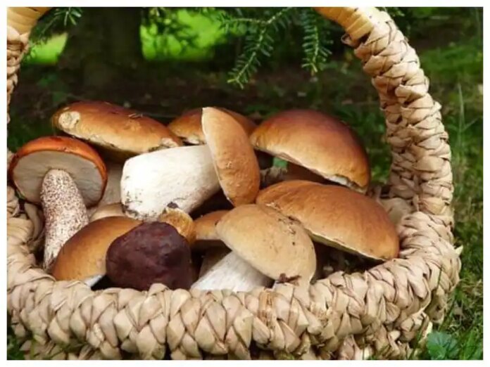 Mushroom Benefits For Health: These Tips Will Help You To Check If A...