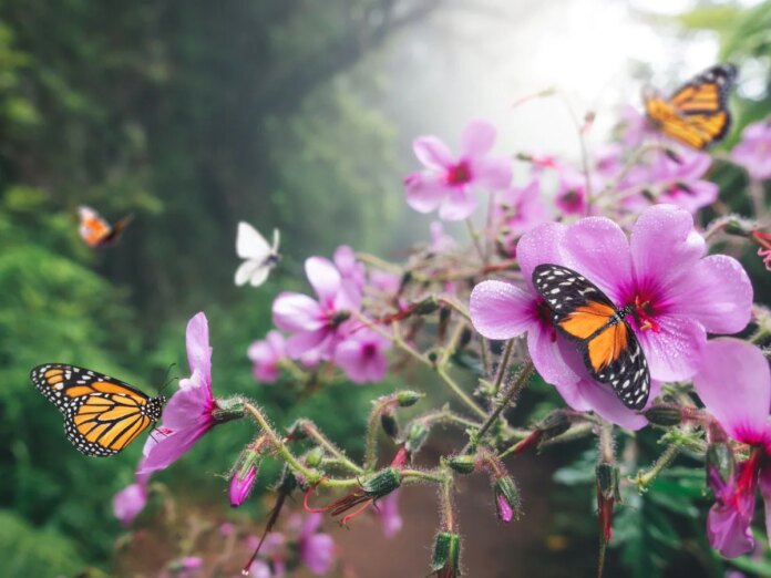 Lakhs of butterflies fly in the Butterfly Forest of Karnataka, can be seen in the rain.
