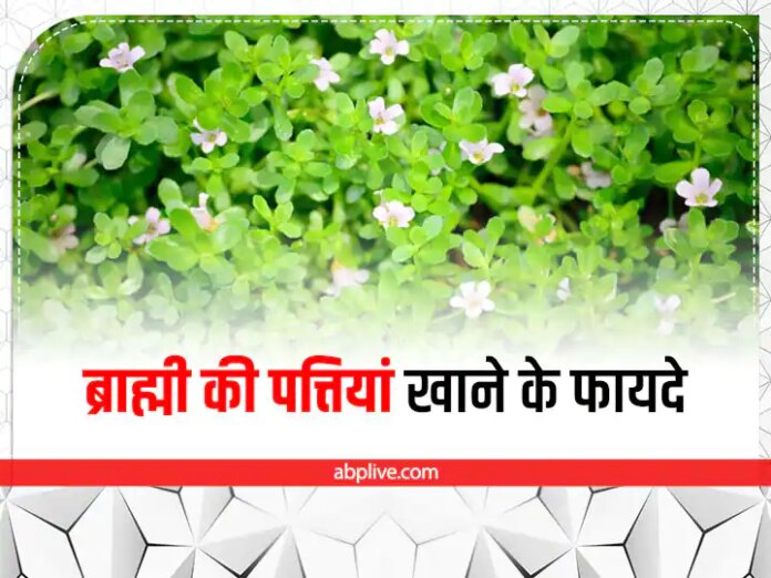 Brahmi Leaves Health Benefits In Hindi