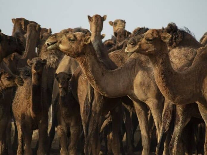 FIFA World Poses Threat Of Spreading Camel Flu To The World