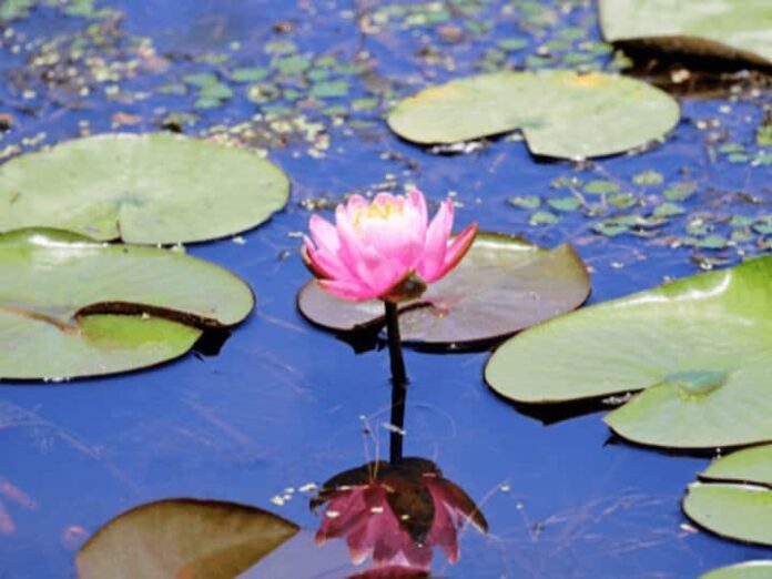 Does Lotus Flower Really Give Relief From Stress, Know How To Use It