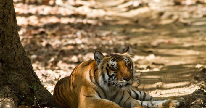  Want to visit Tiger Safari?  Visit 5 reserve parks of the country, about...
