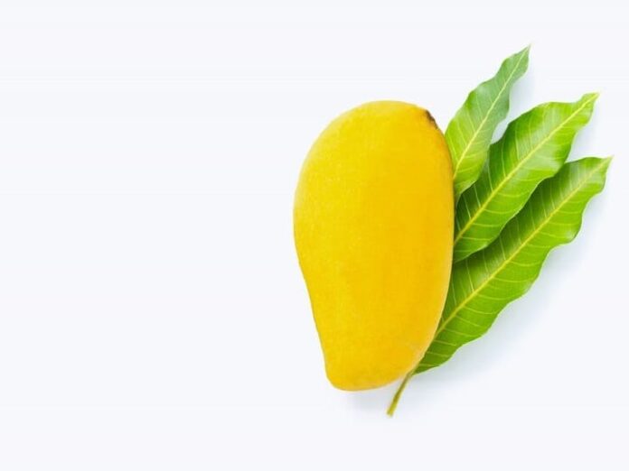 Mango Leaves Are Very Health Benefits For Diabetes And Stomach