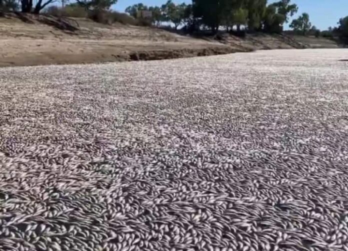 Millions Of Fish Dying In Australia River Watch Video
