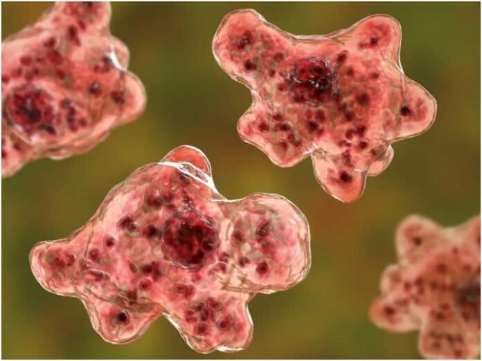 A Man Died Due To Brain-Eating Amoeba In Florida America Know Its Symptoms
