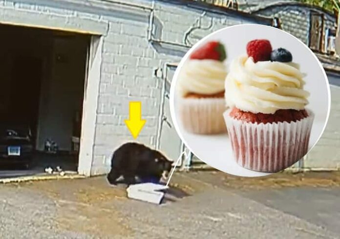 Watch Video A Hungry Bear In US Connecticut Spooks Staff And Eat Yummy...

