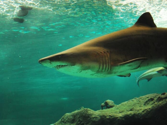 Mexico Woman Swimming With Daughter In Sea Attacked By Shark Died Within...